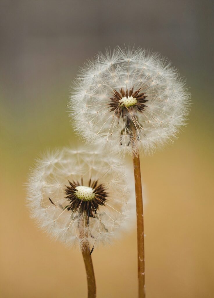 Image related to 2nd Saturday: Dandelion Printmaking